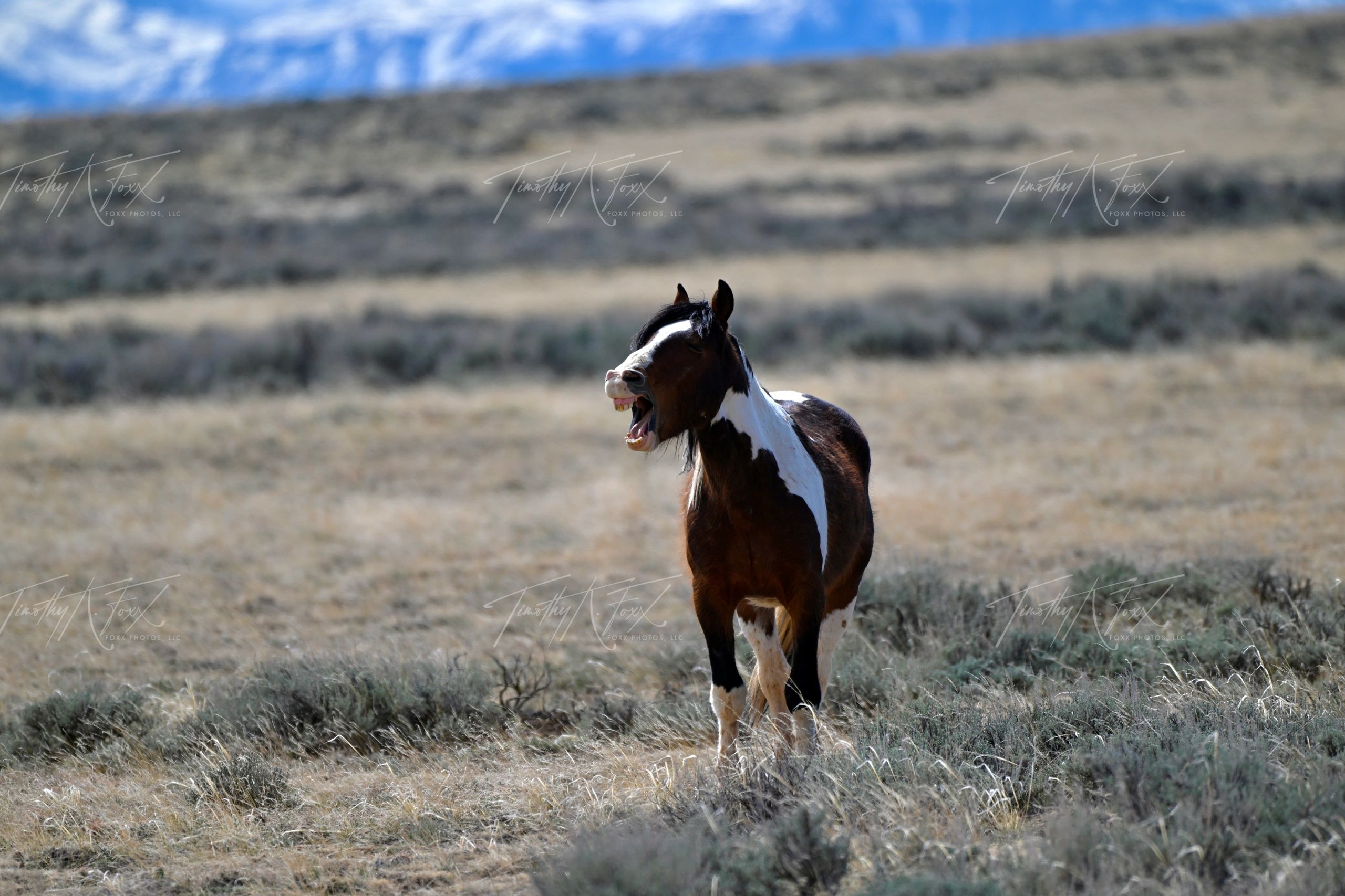 Wild Horses | Foxx Photos, LLC